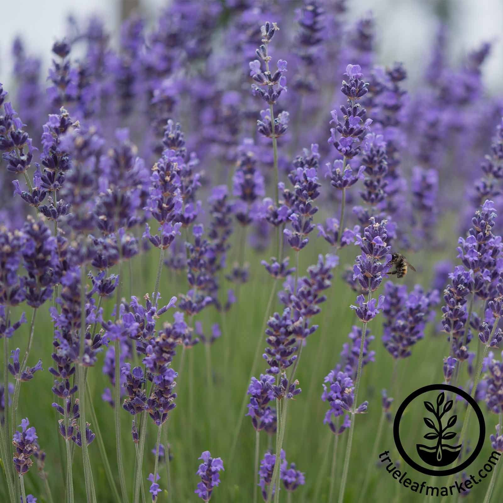 Munstead Lavender Seeds NonGMO Herb Gardening Seeds Free S&H