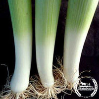 american flag Organic leek