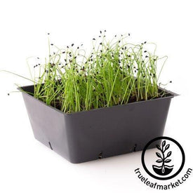 giant musselburgh leek microgreens white background