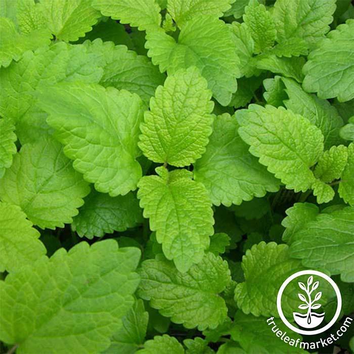 Lemon Balm Herb Seed