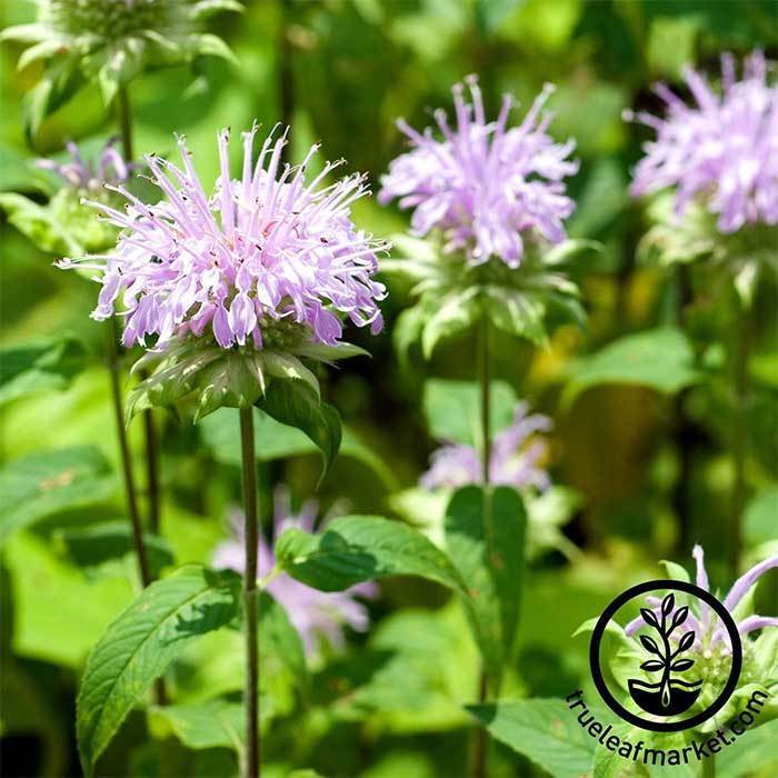 Bergamot Flower Seeds