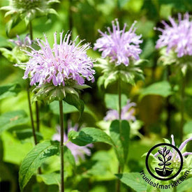 Wild Bergamot Herb Seeds - Monarda fistulosa