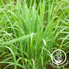 Lemon Grass -  Herb Seeds