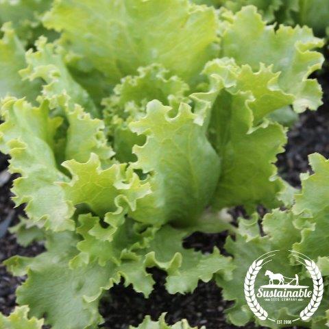 Lettuce Seeds, Batavian - Great Lakes - Organic