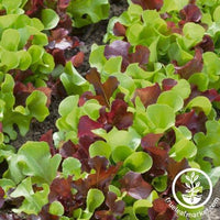 Lettuce Seeds - Bistro Blend