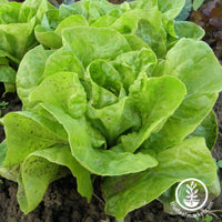 butterhead all year round lettuce