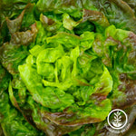 bronze mignonette butterhead lettuce