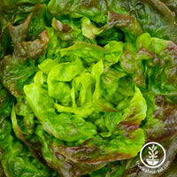 bronze mignonette butterhead lettuce