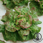 Lettuce Seeds - Butterhead - Santa Fe