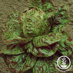 Lettuce Seeds - Butterhead - Speckles