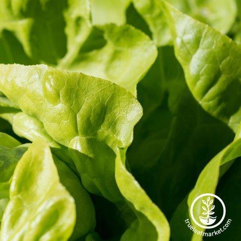 white boston butterhead lettuce