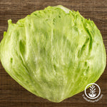 great lakes mesa 659 crisphead lettuce