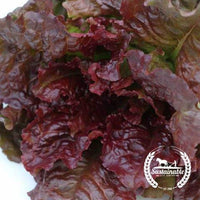 Organic Flame Lettuce Seeds