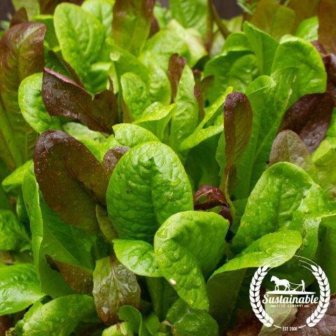 https://cdn.shopify.com/s/files/1/2016/2681/products/lettuce-gourmet-mix-grown-sus-com-wm.jpg?v=1630443593