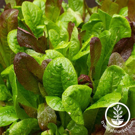 Lettuce Seeds - Mixed Greens - Gourmet Mixture