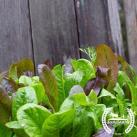 Lettuce Seeds - Gourmet Mix (Organic) Up close Growing