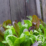 Lettuce Seeds - Mixed Greens - Gourmet Mixture Up Close Growing
