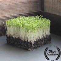 Lettuce Gourmet Mix (Organic) - Microgreens Seeds