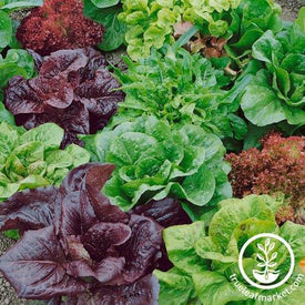 Lettuce Seeds - Heirloom Garden Mixes