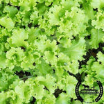 Organic black seed simpson lettuce