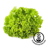 green ice lettuce leaf