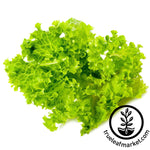 lollo bionda leaf lettuce