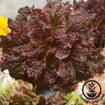 Lettuce Seeds - Leaf - Merlot