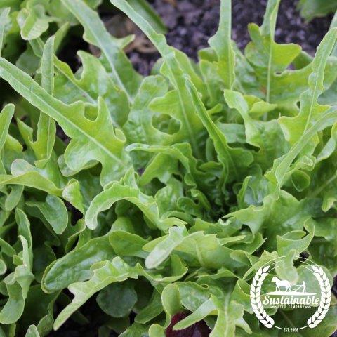 Lettuce Seeds, Leaf - Oakleaf - Royal - Organic