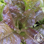 Lettuce Seeds - Leaf - Rubin