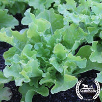 Lettuce Seeds, Leaf - Green Salad Bowl - Organic