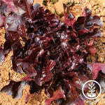 Lettuce Leaf Salad Bowl Red Seed