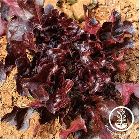 Lettuce Leaf Salad Bowl Red Seed