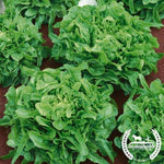 Lettuce Seeds, Leaf - Sandy AAS - Organic