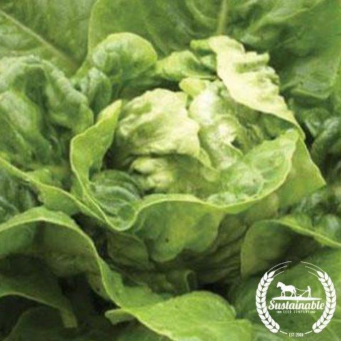 Little Gem Mini-Romaine Lettuce Seeds