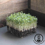 Lettuce Mixed Greens - Mesclun Mix - Microgreens Seeds