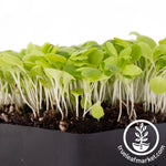 close up lettuce micro greens