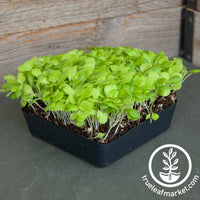 lettuce microgreens