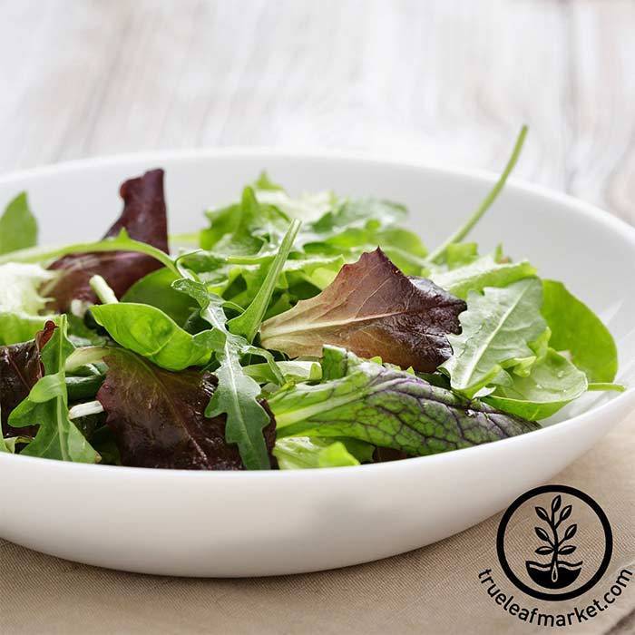 Mesclun Mixed Greens Lettuce