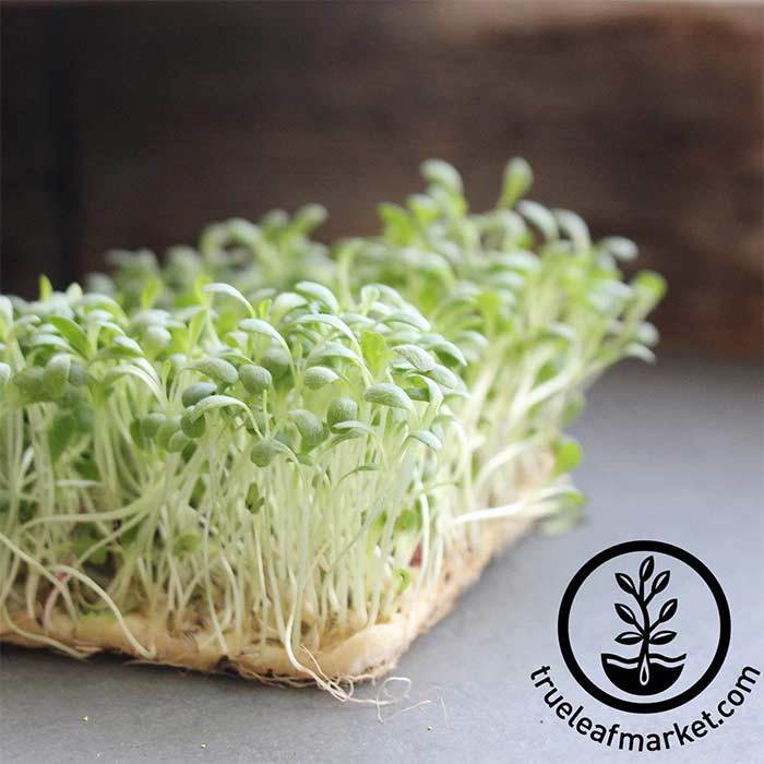 Lettuce - Parris Island Cos - Microgreens Seeds