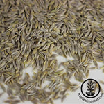 Lettuce - Parris Island Cos - Microgreens Seeds Close Up