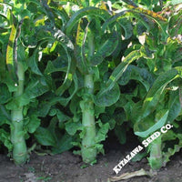 Lettuce Seeds - Pointed Taiwan Sword Leaf