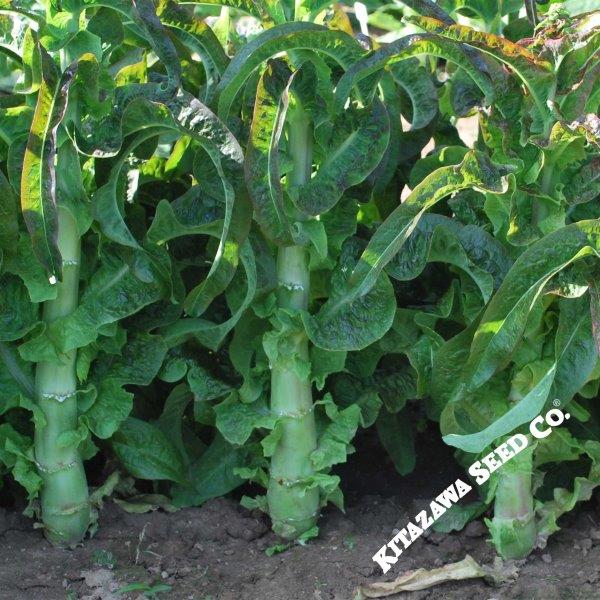 Lettuce Seeds - Pointed Taiwan Sword Leaf