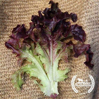 Lettuce 'Oakleaf' Heirloom Seeds – Backyard Botanist