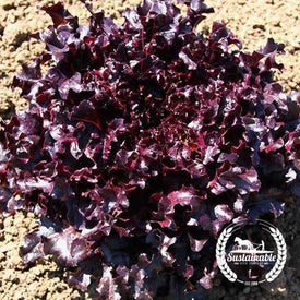 Salad Bowl Red Organic Lettuce Seeds