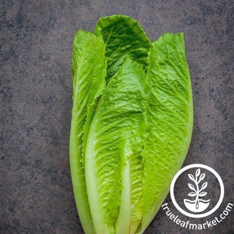 lettuce romaine dark green cos