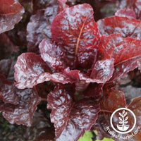 Lettuce Seeds - Romaine - Iya Sol