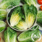 Lettuce Seeds, Romaine - Little Caesar - Organic
