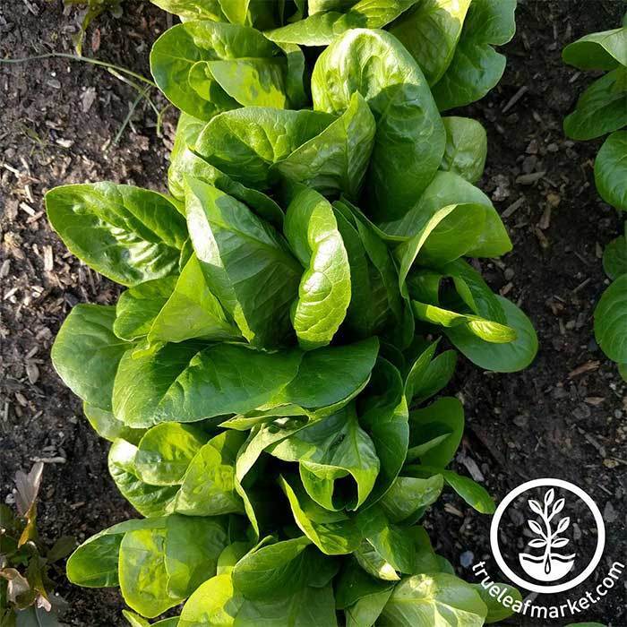 romaine lettuce sprouts