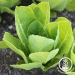 Lettuce Seeds - Romaine - Parris White Cos