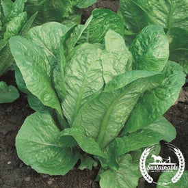 Lettuce Seeds, Romaine - Vivian - Organic